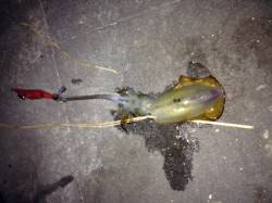 新浜漁港、午前6時前に15cm程のアオリイ…