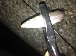 江井ヶ島、アジング中に嬉しい外道でキス２０…