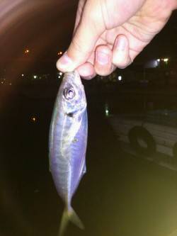 岸和田、夜中～夜明けまでのアジング釣行