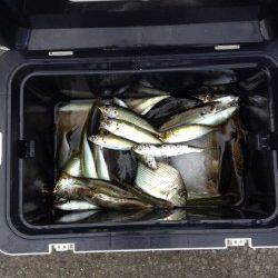 台風後の和歌山マリーナシティ、アジ・アイゴにヘダイ・カワハギも！