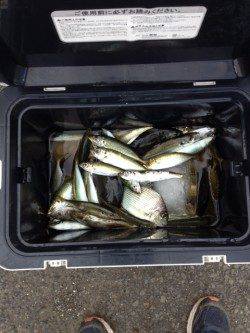 台風後の和歌山マリーナシティ、アジ・アイゴにヘダイ・カワハギも！