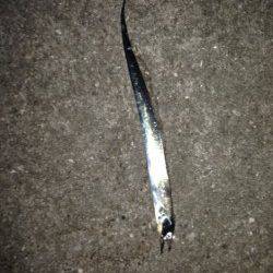 西宮浜　湾の奥にイワシの群れ　ワインドを投げるとタチウオがヒット