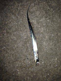 西宮浜　湾の奥にイワシの群れ　ワインドを投げるとタチウオがヒット