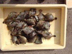 マリーナシティでカワハギ大漁！サイズも上がってきました