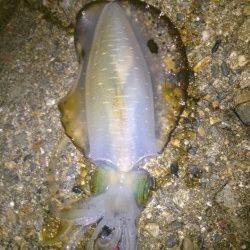 エギング好調の二見　良型のアオリイカもヒット