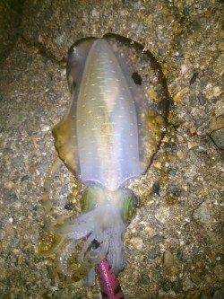 エギング好調の二見　良型のアオリイカもヒット