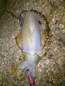 エギング好調の二見　良型のアオリイカもヒッ…