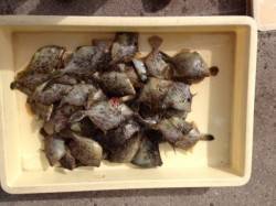 マリーナシティでカワハギ大漁！サイズも上が…