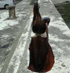 由良南部、デイエギングでアオリ2杯