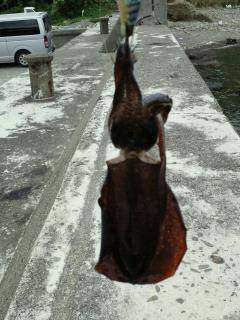 由良南部、デイエギングでアオリ2杯