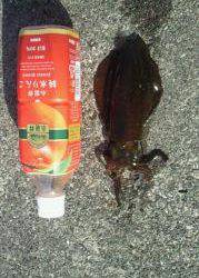 強風の中のディエギング、なんとか2ハイのアオリイカ