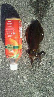 強風の中のディエギング、なんとか2ハイのアオリイカ