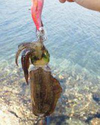 小島　台風後のエギング調査　小型ながらもアタリあり