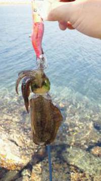 小島　台風後のエギング調査　小型ながらもアタリあり