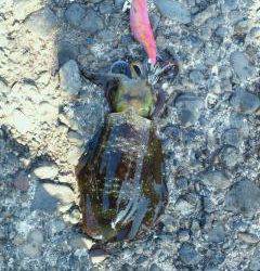 強風の中のディエギング、なんとか2ハイのアオリイカ