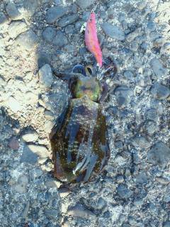 強風の中のディエギング、なんとか2ハイのア…