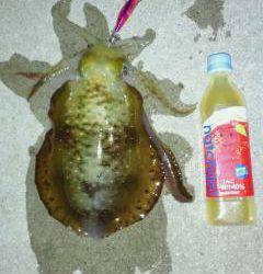 小島漁港でエギング、漁港に着いて２投目位に６００ｇのアオリイカ