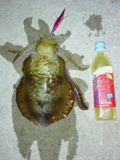 小島漁港でエギング、漁港に着いて２投目位に…