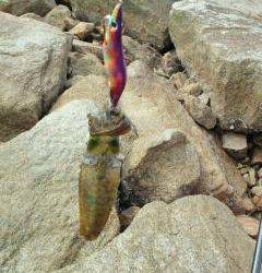 小島で朝エギング、新子が釣れました♪