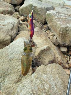 小島で朝エギング、新子が釣れました♪