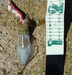 小島で朝エギング、新子が釣れました♪