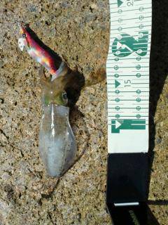 小島で朝エギング、新子が釣れました♪