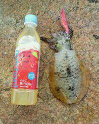 小島　台風後のエギング調査　小型ながらもアタリあり