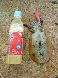 小島　台風後のエギング調査　小型ながらもア…