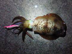 小島漁港でエギング、漁港に着いて２投目位に６００ｇのアオリイカ