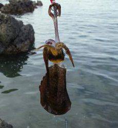 南部　昼前からのエギング釣行でアオリイカの新子