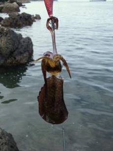 南部　昼前からのエギング釣行でアオリイカの新子