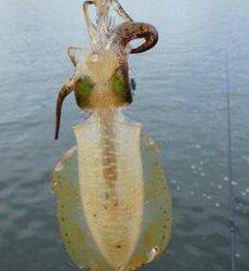 南部　昼前からのエギング釣行でアオリイカの新子