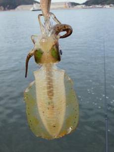 南部　昼前からのエギング釣行でアオリイカの…