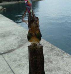 由良南部、デイエギングでアオリ2杯