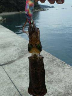 由良南部、デイエギングでアオリ2杯