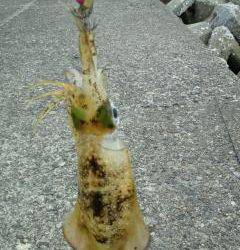 風裏求めてランガン、なんとかアオリ２杯(*^^)v