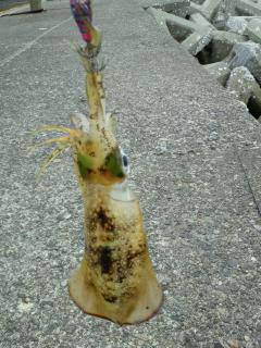 風裏求めてランガン、なんとかアオリ２杯(*…