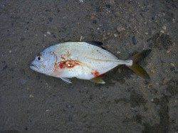 紀ノ川でハゼ釣り　メッキも釣れました