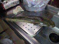 エギングでマゴチ63cmをキャッチ( ゚Д゚)