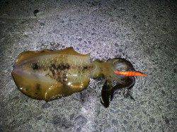 加尾漁港でエギング、ドラグを鳴らす750gの良型アオリ