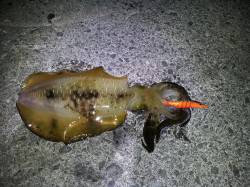 加尾漁港でエギング、ドラグを鳴らす750g…