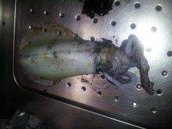 塩屋港エギング釣行　ダート後のテンションフォールで・・・