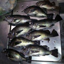 児島にて夜のウキ釣りでメバル狙い