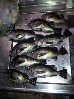 児島にて夜のウキ釣りでメバル狙い