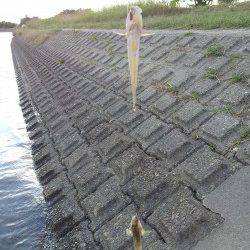 紀ノ川でハゼ釣り　メッキも釣れました