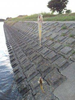 紀ノ川でハゼ釣り　メッキも釣れました