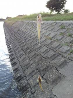 紀ノ川でハゼ釣り　メッキも釣れました