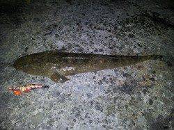 エギングでマゴチ63cmをキャッチ( ゚Д゚)