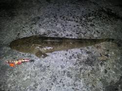 エギングでマゴチ63cmをキャッチ( ﾟД…