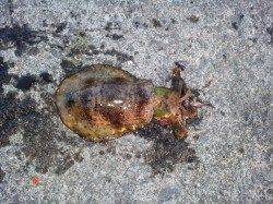 加尾漁港でエギング、ドラグを鳴らす750gの良型アオリ